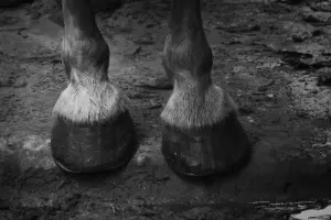 piede-cavallo-post2-evidenza