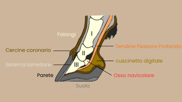 Sezione laterale del piede del cavallo