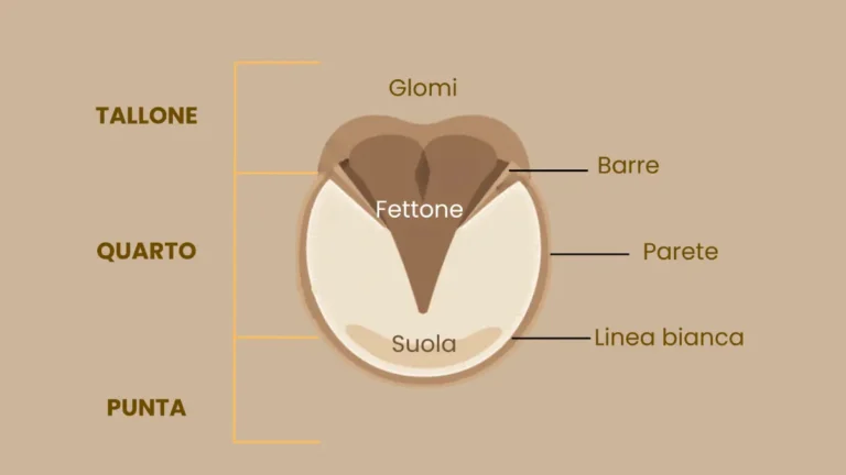 Parti della Struttura esterna del piede del cavallo
