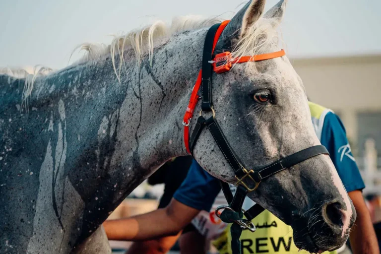 Sudorazione del cavallo quando si allena