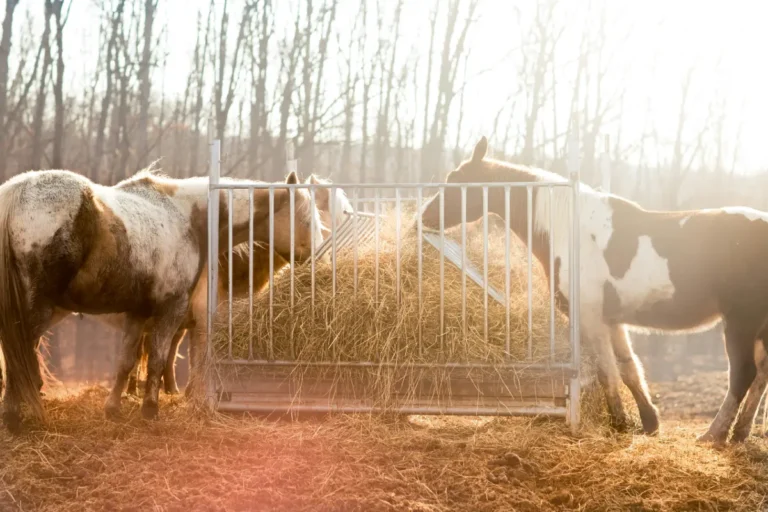 Alimentazione corretta per il cavallo per recuperare quello che ha perso durante la sudorazione