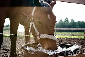 idratazione-cavallo-evidenza