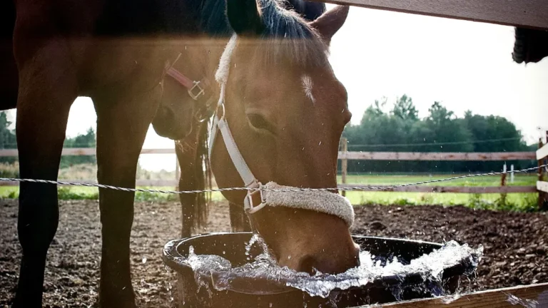 Idratazione del cavallo